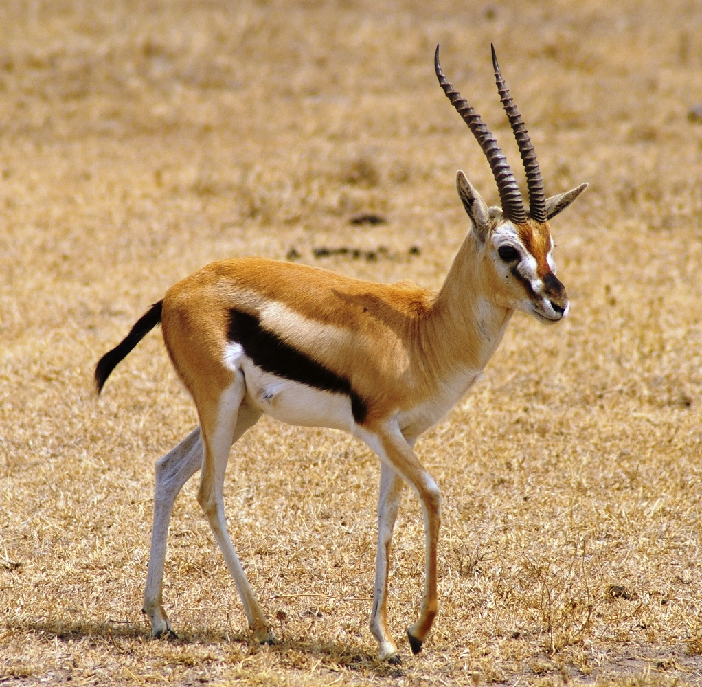 gazelle gazelle