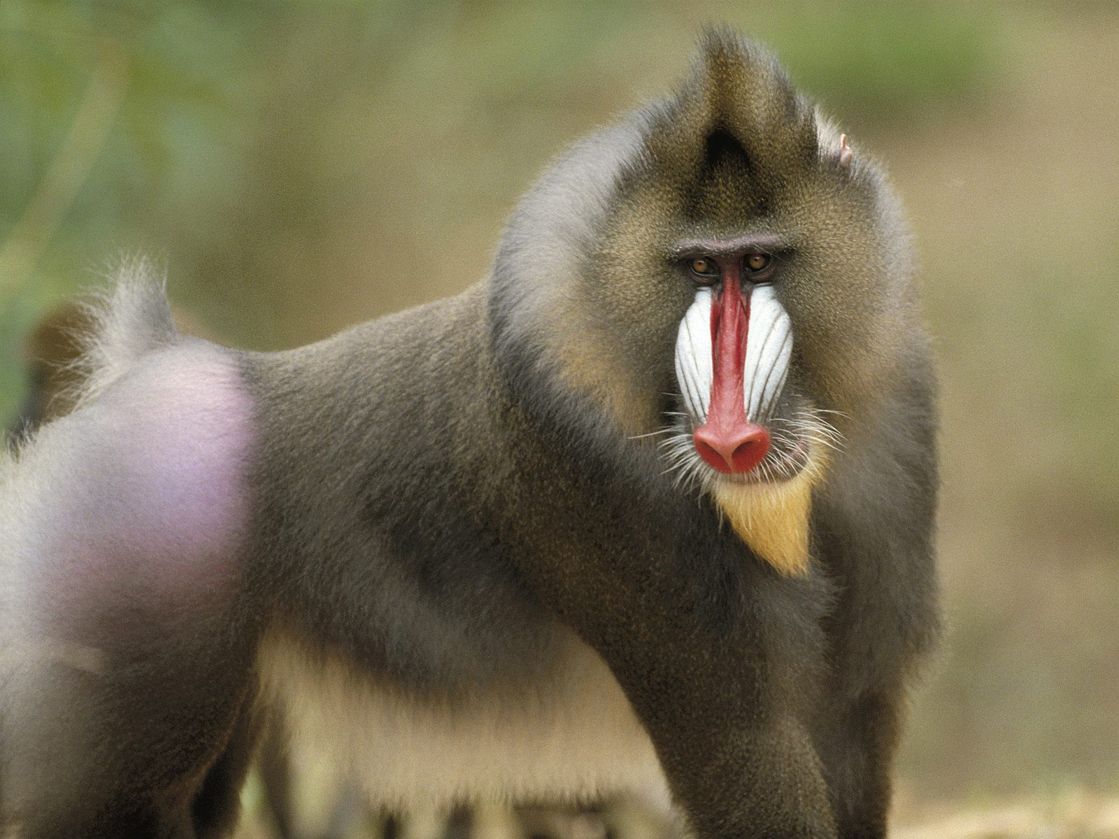 Mandrill The Lion King Fanon Wiki Fandom