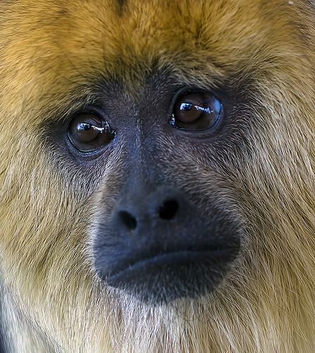 Image result for sad monkey