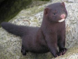 Mink