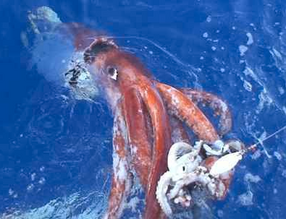 GiantSquid