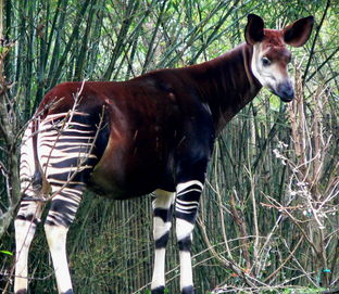 Okapi
