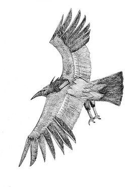 Moth246