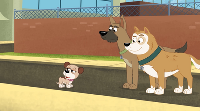 Shelter 52 Two Dogs
