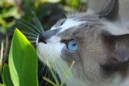 Prettygraywitblueeyescat