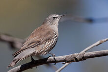 Treecreeper