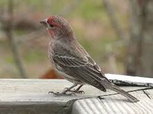 Finch-0