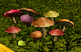 Rainbow Mushrooms