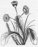Dandelion