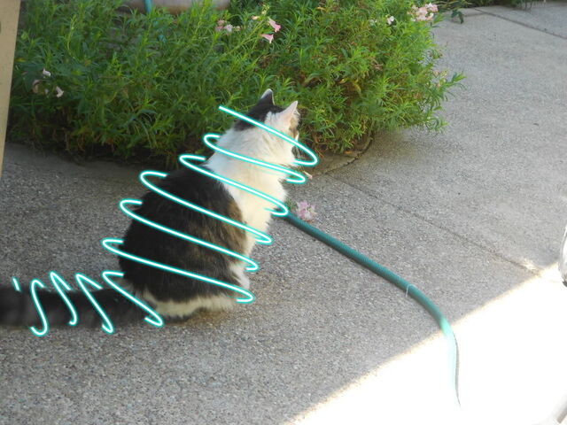 File:TobyLightPath.jpg