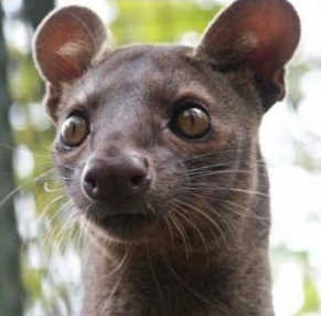 Fossa