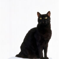 Salem Saberhagen Thesabrinatheteenagewitch Wiki Fandom