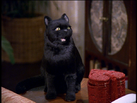 Salem Saberhagen/Gallery | Thesabrinatheteenagewitch Wiki | FANDOM ...