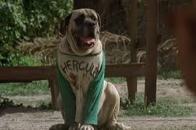 what kind of dog is in the sandlot