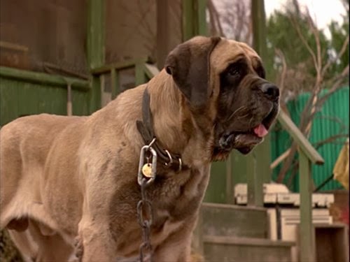 Get to Know the Mastiff: A Large Breed with the Heart of a Lion Get to Know the Mastiff: A Large Breed with the Heart of a Lion