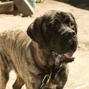 what kind of dog is in the sandlot