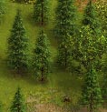 Pineforest
