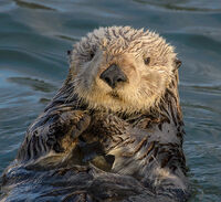 Otter