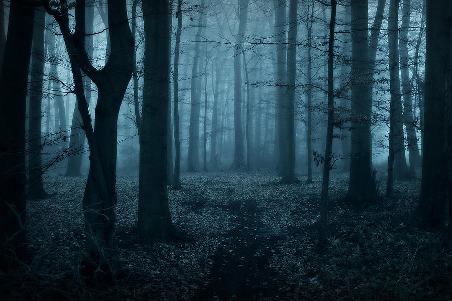 dark woods theory dark woods theory