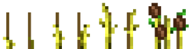 Cocoa Stages