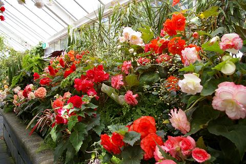 Rose garden