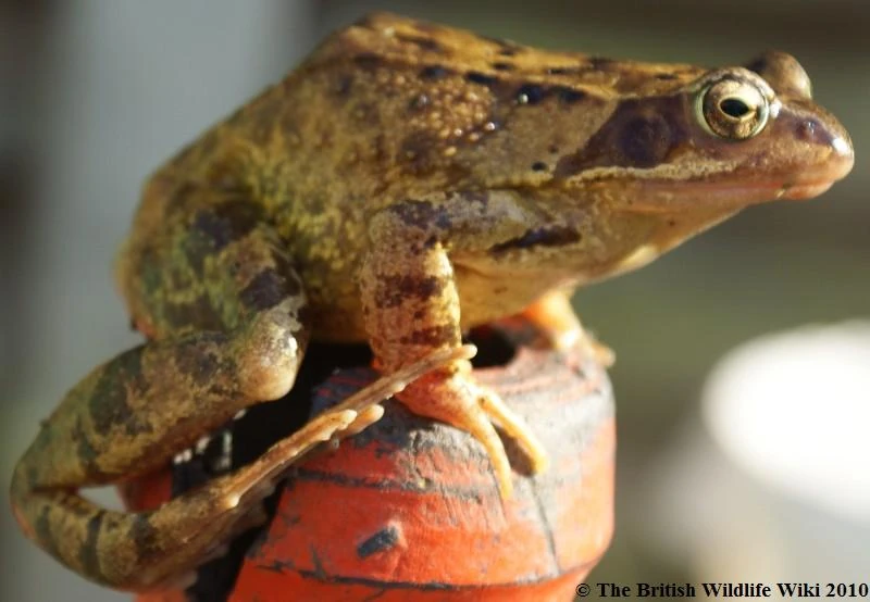 Common Frog British Wildlife Wiki FANDOM powered by Wikia