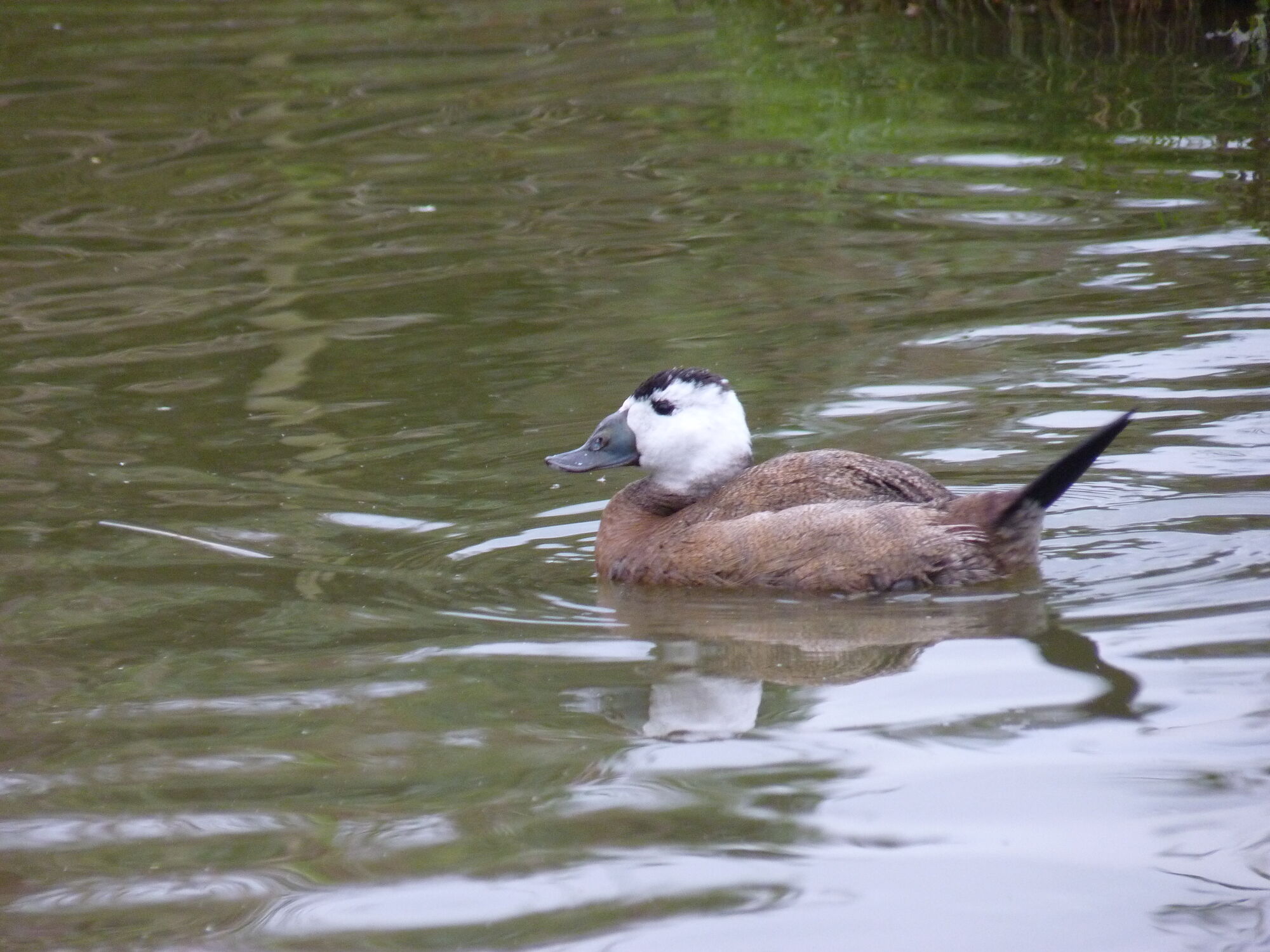 White-headed Duck | British Wildlife Wiki | FANDOM powered by Wikia