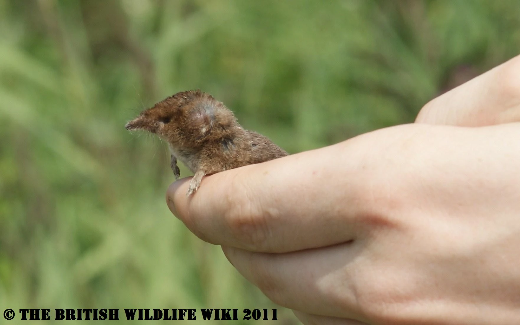 Common Shrew British Wildlife Wiki FANDOM powered by Wikia