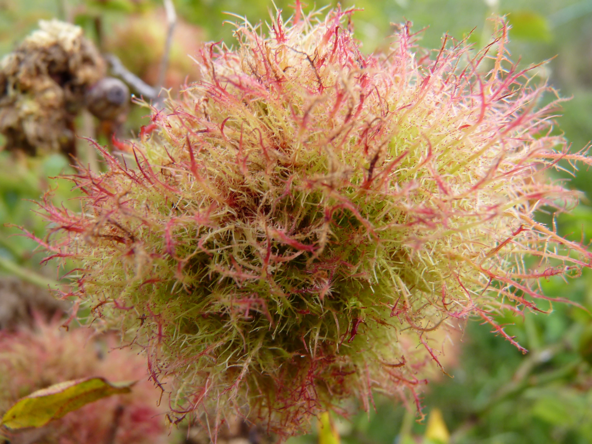 Robin's Pincushion Gall British Wildlife Wiki FANDOM powered by Wikia