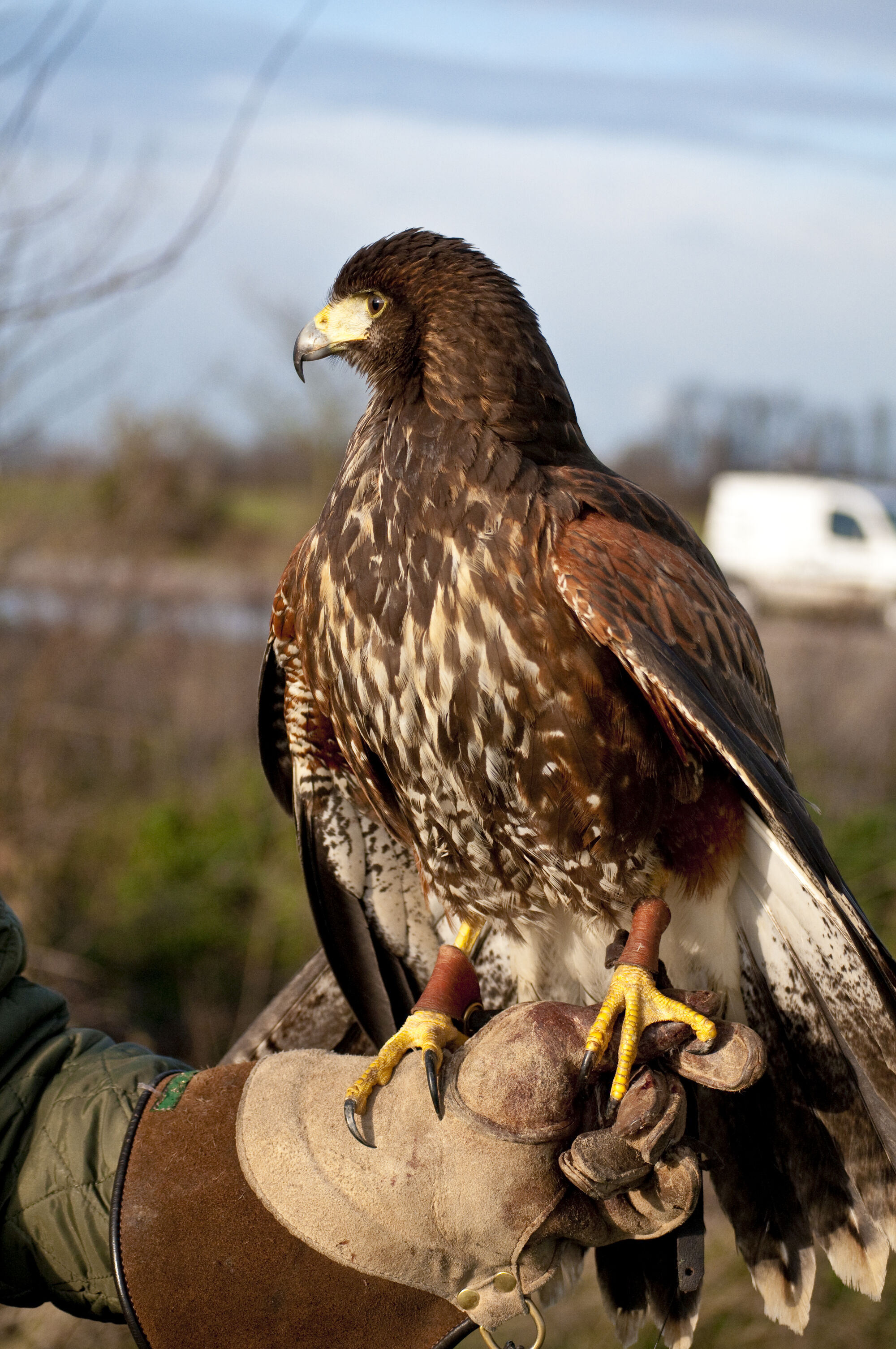 Harris Hawk British Wildlife Wiki Fandom Powered By Wikia