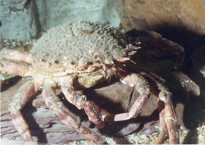 European Spider Crab British Wildlife Wiki FANDOM powered by Wikia