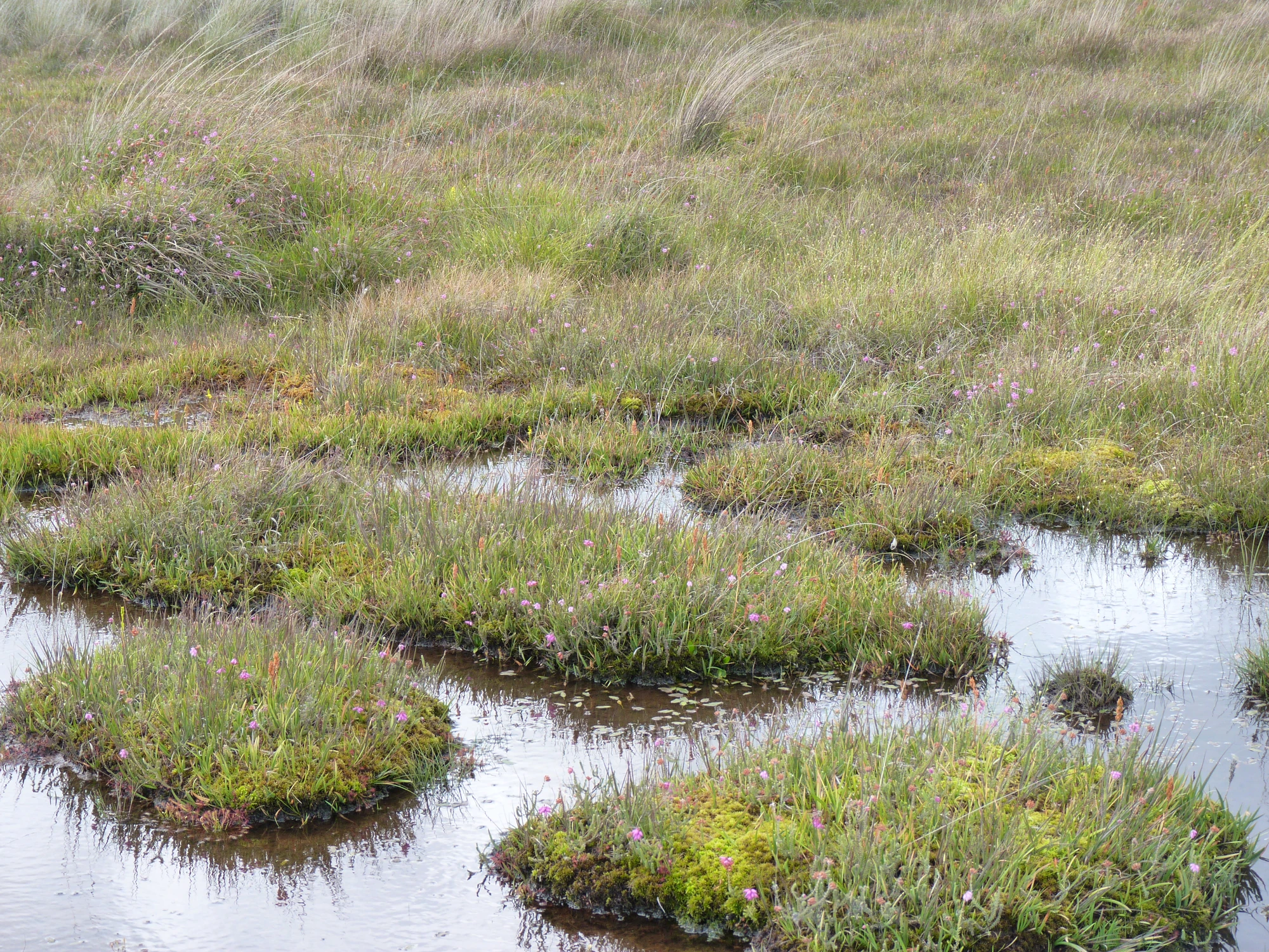 Image Bog.JPG British Wildlife Wiki FANDOM powered by Wikia