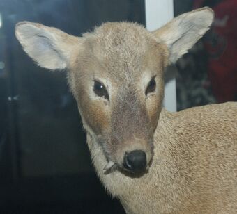 chinese deer