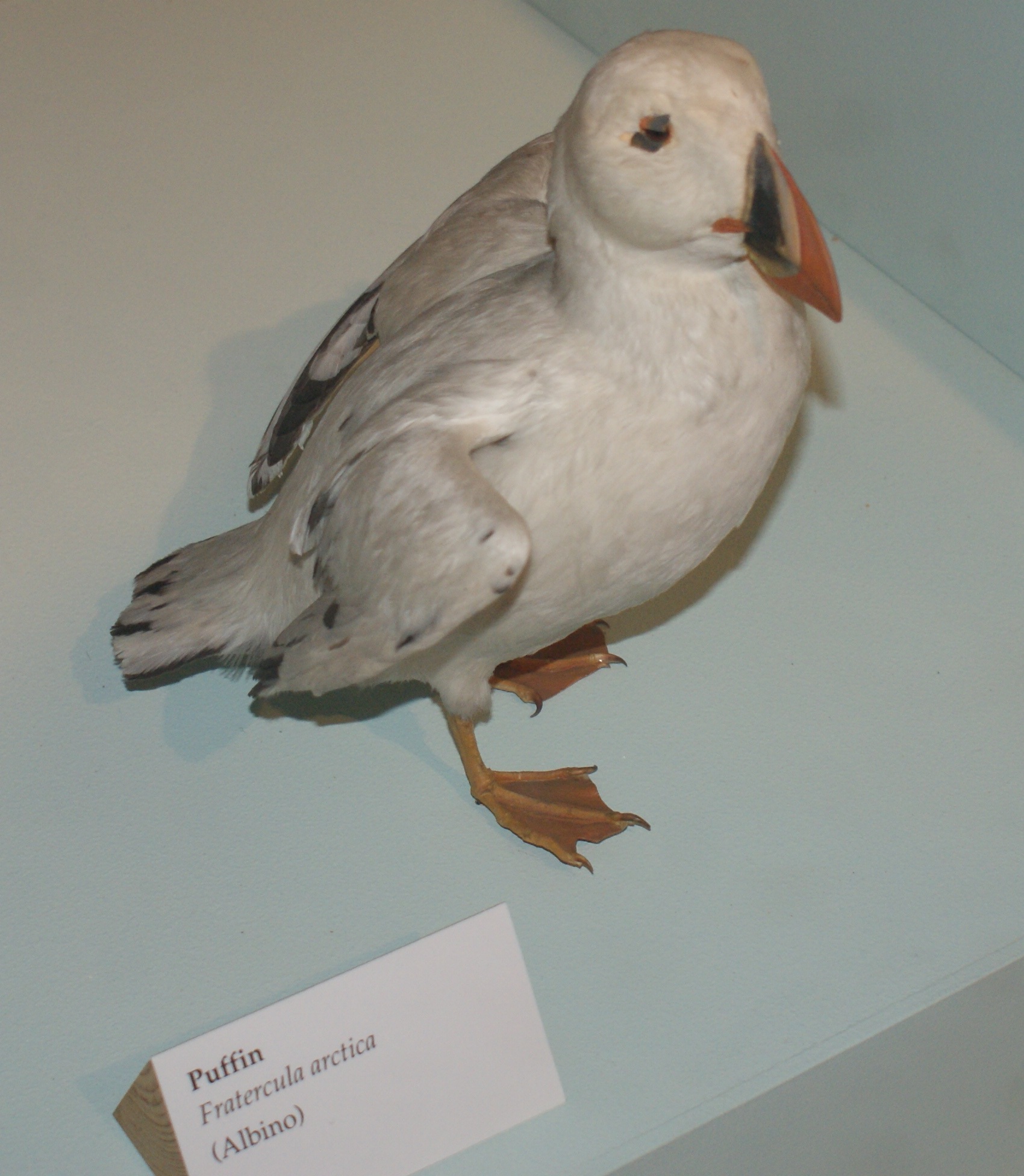Puffin | British Wildlife Wiki | FANDOM powered by Wikia