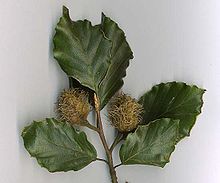 Common beech 2