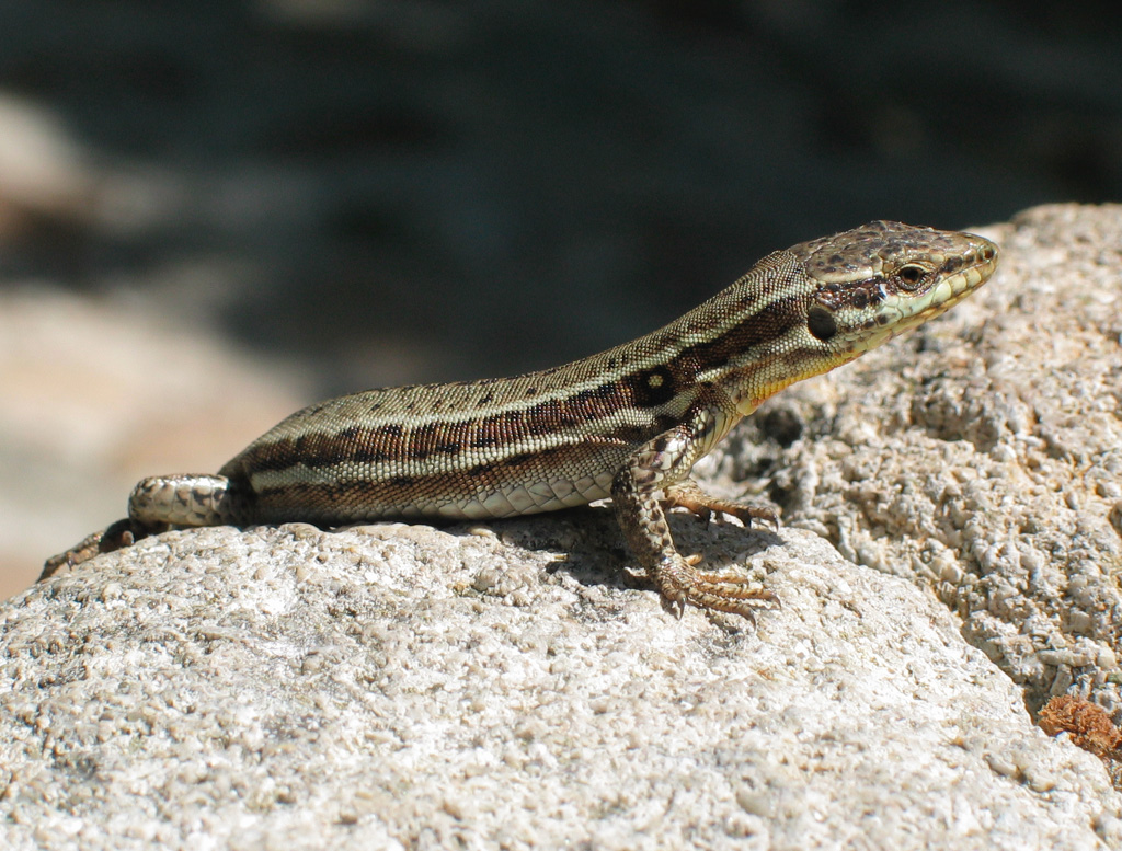Wall Lizard | British Wildlife Wiki | FANDOM powered by Wikia