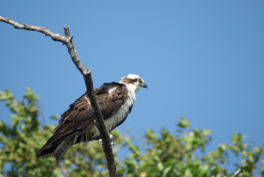 osprey wikipedia