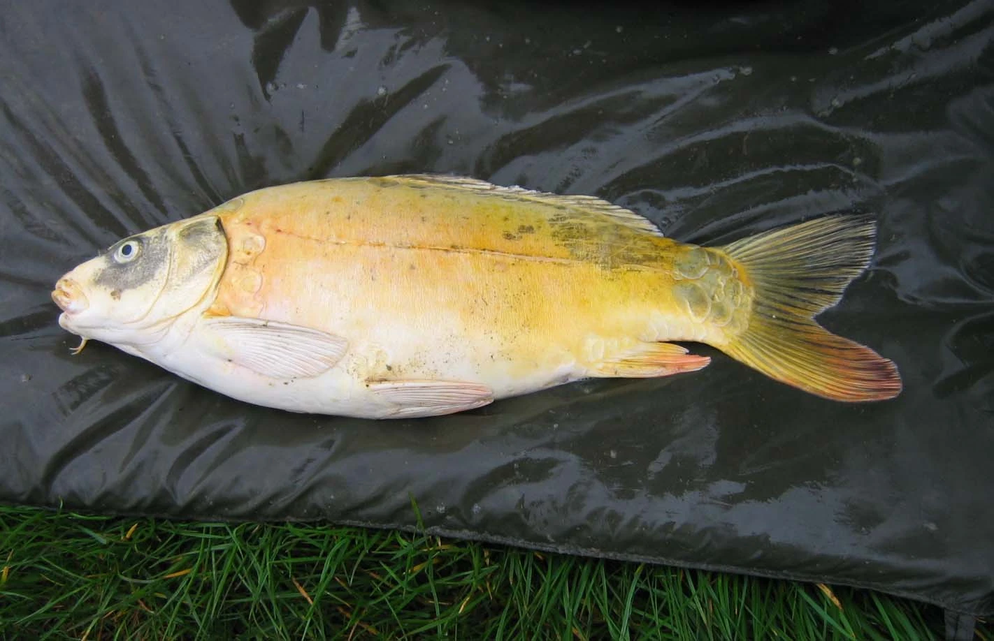 Image Ghost carp.jpg British Wildlife Wiki FANDOM powered by Wikia