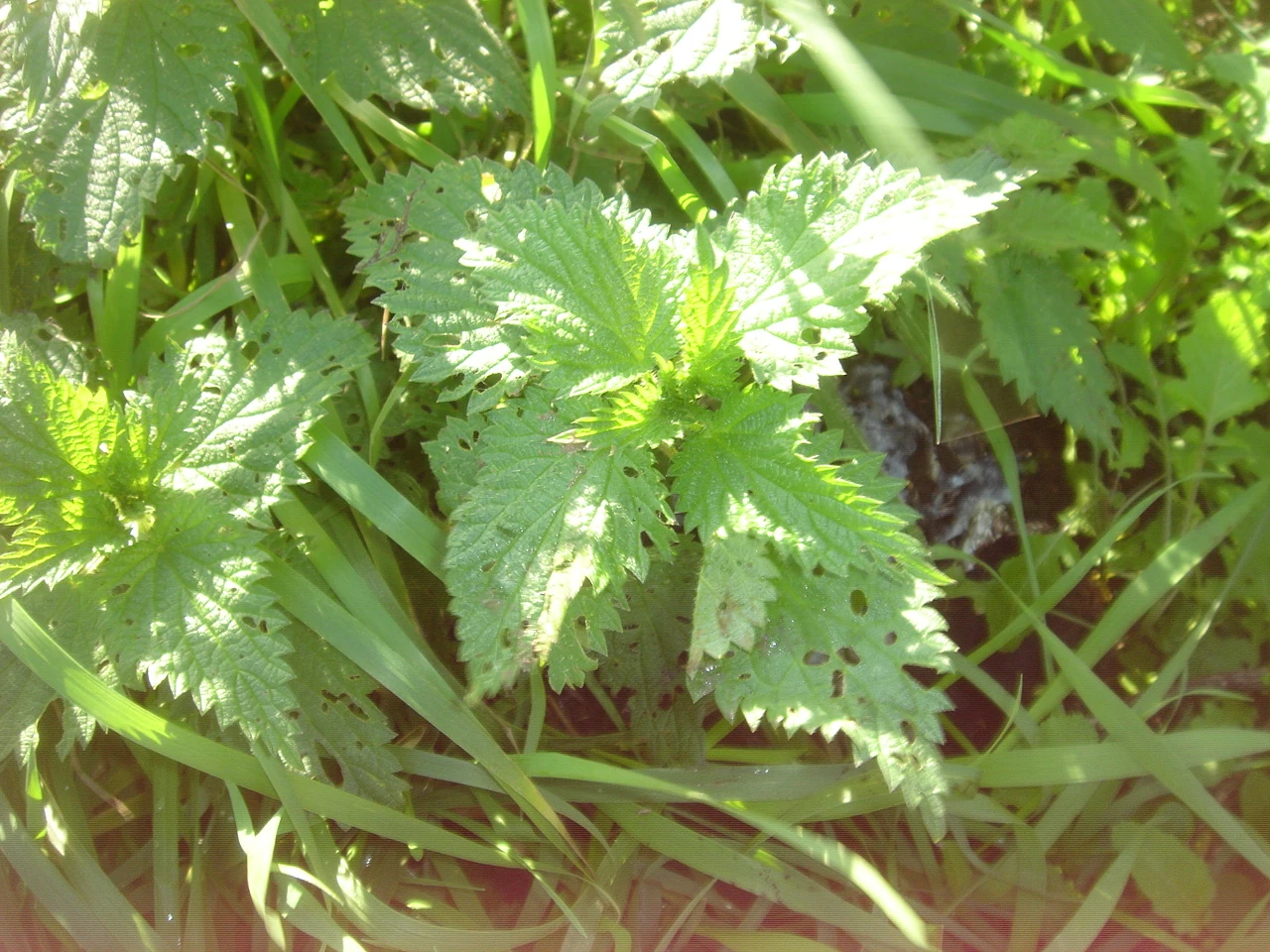 Stinging Nettles British Wildlife Wiki FANDOM powered by Wikia