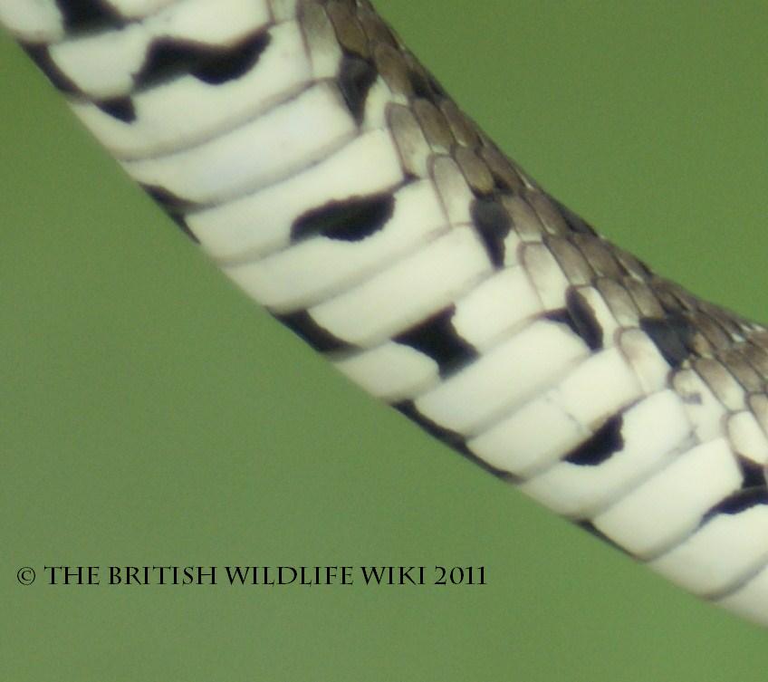 Image - Grass Snake Underbelly.jpg | British Wildlife Wiki | FANDOM