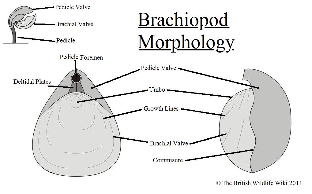 category brachiopods british wildlife wiki fandom powered by wikia