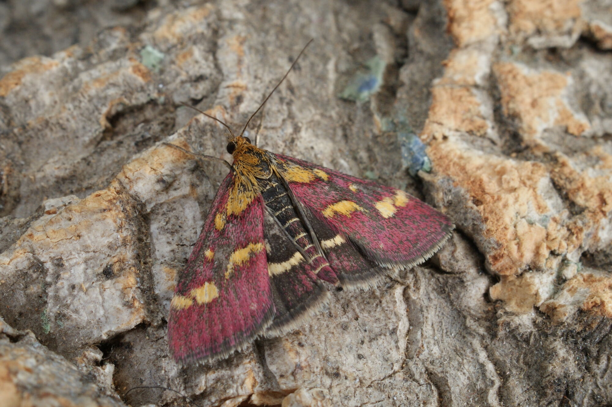 12 Common Day-flying Moths ID Guide | British Wildlife Wiki | FANDOM ...