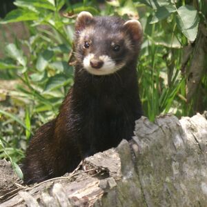 Polecat British Wildlife Wiki Fandom