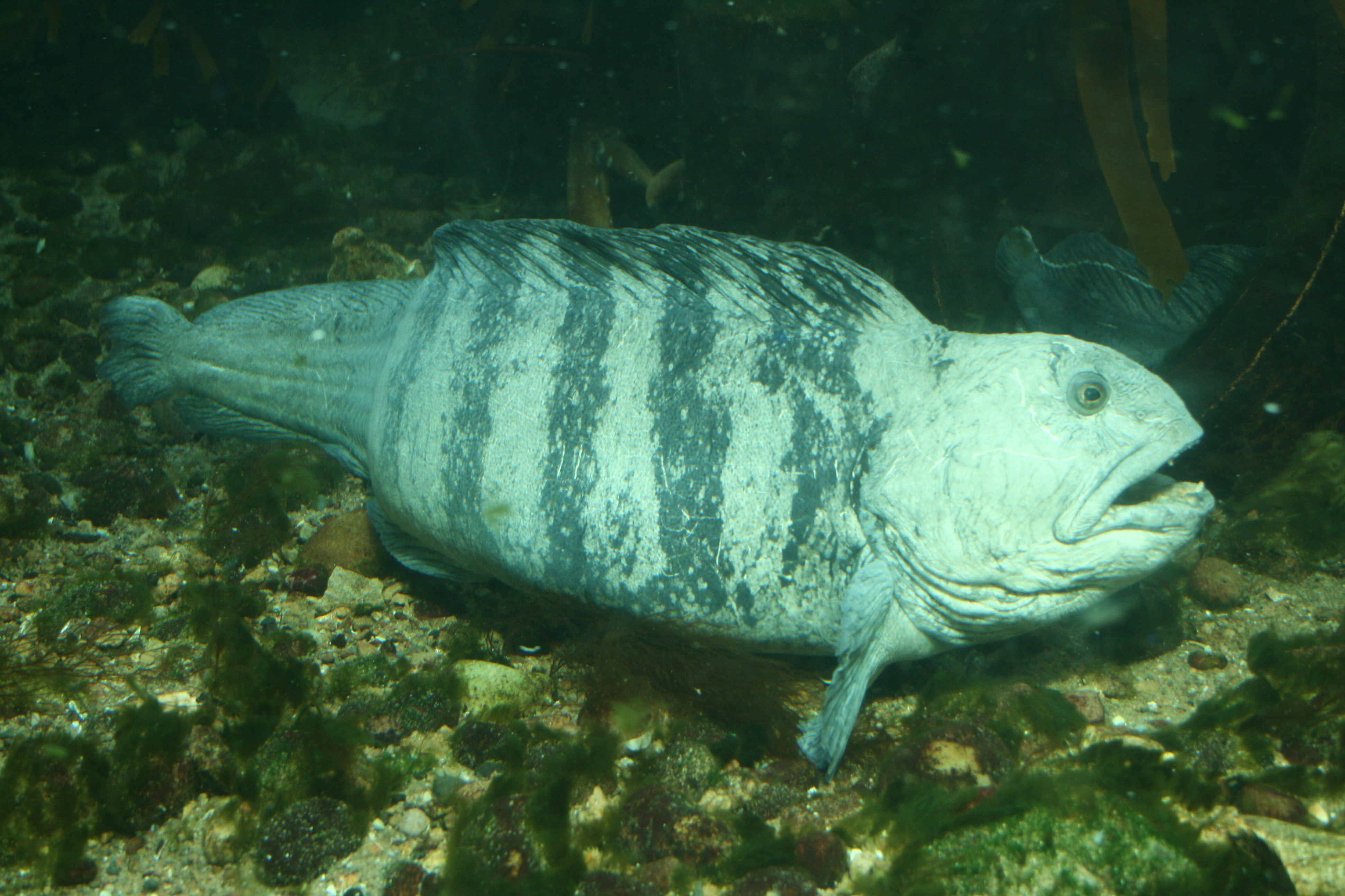 wolf fish facts