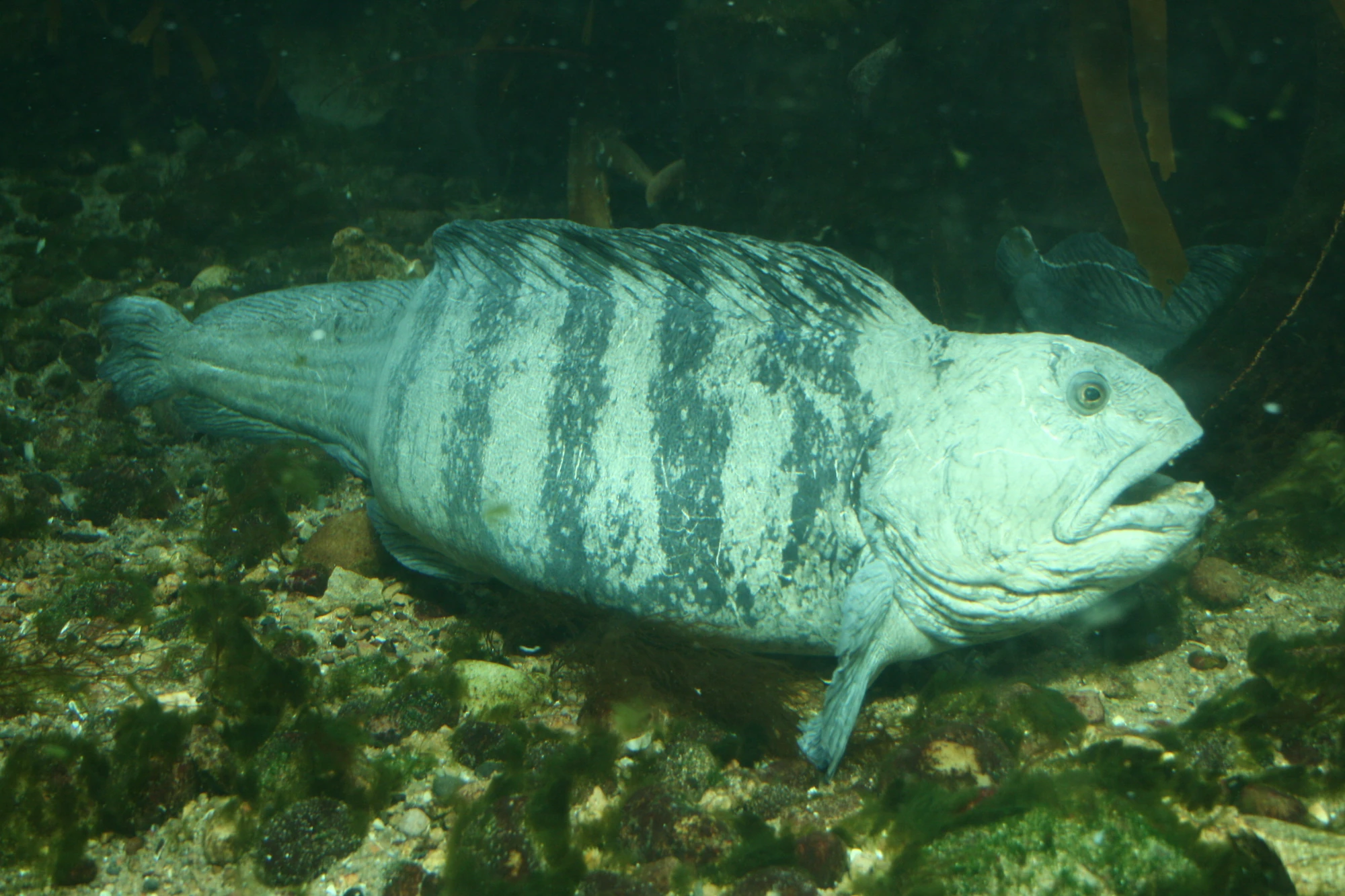 Wolf-fish | British Wildlife Wiki | FANDOM powered by Wikia