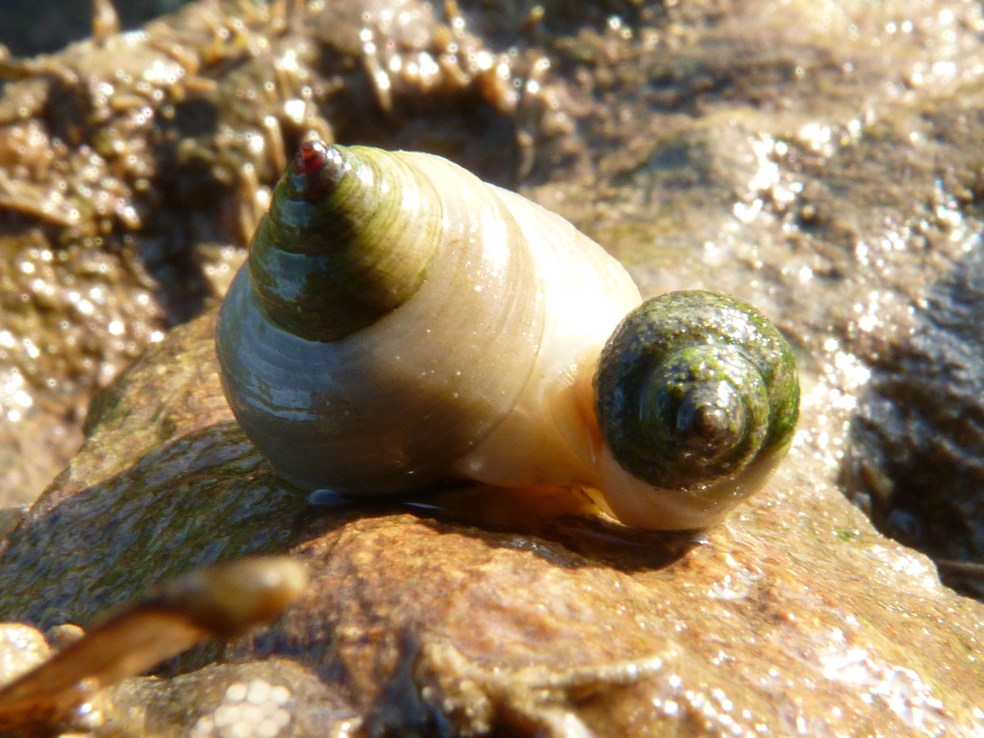 Dog Whelk British Wildlife Wiki FANDOM powered by Wikia