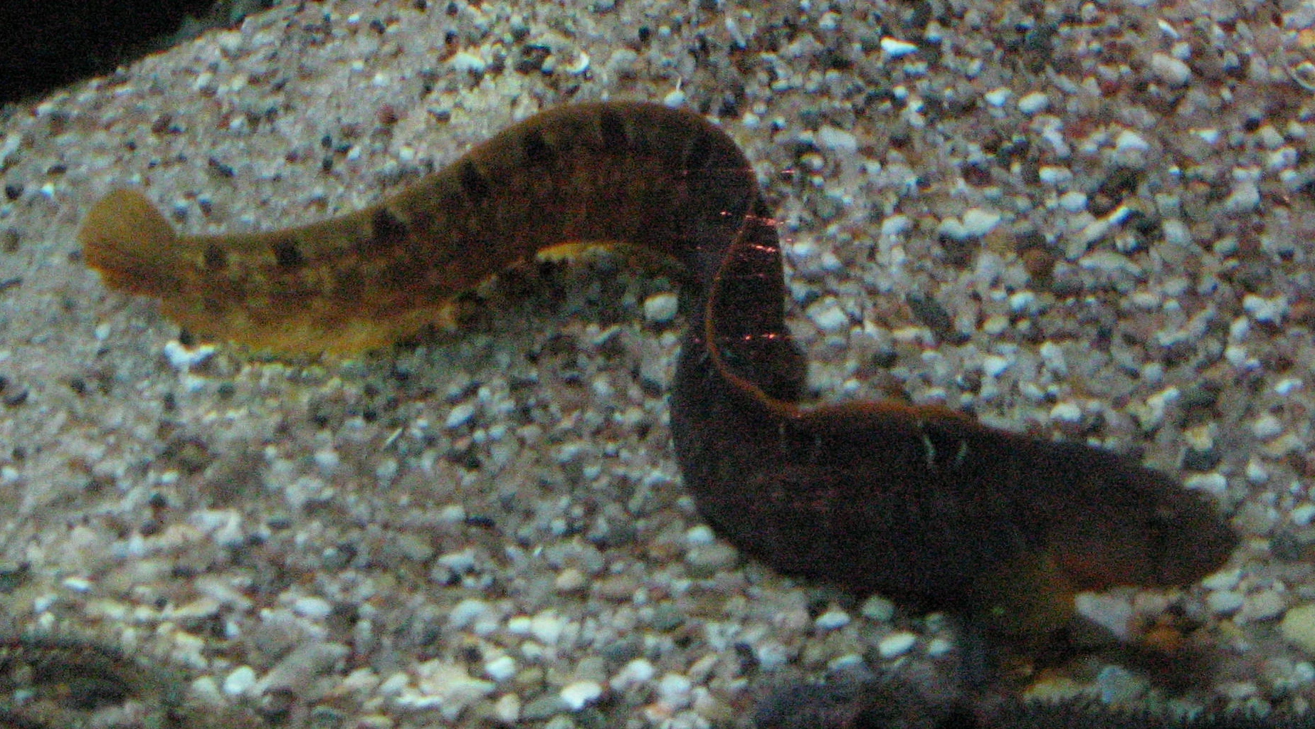 Image Butterfish.jpg British Wildlife Wiki FANDOM powered by Wikia