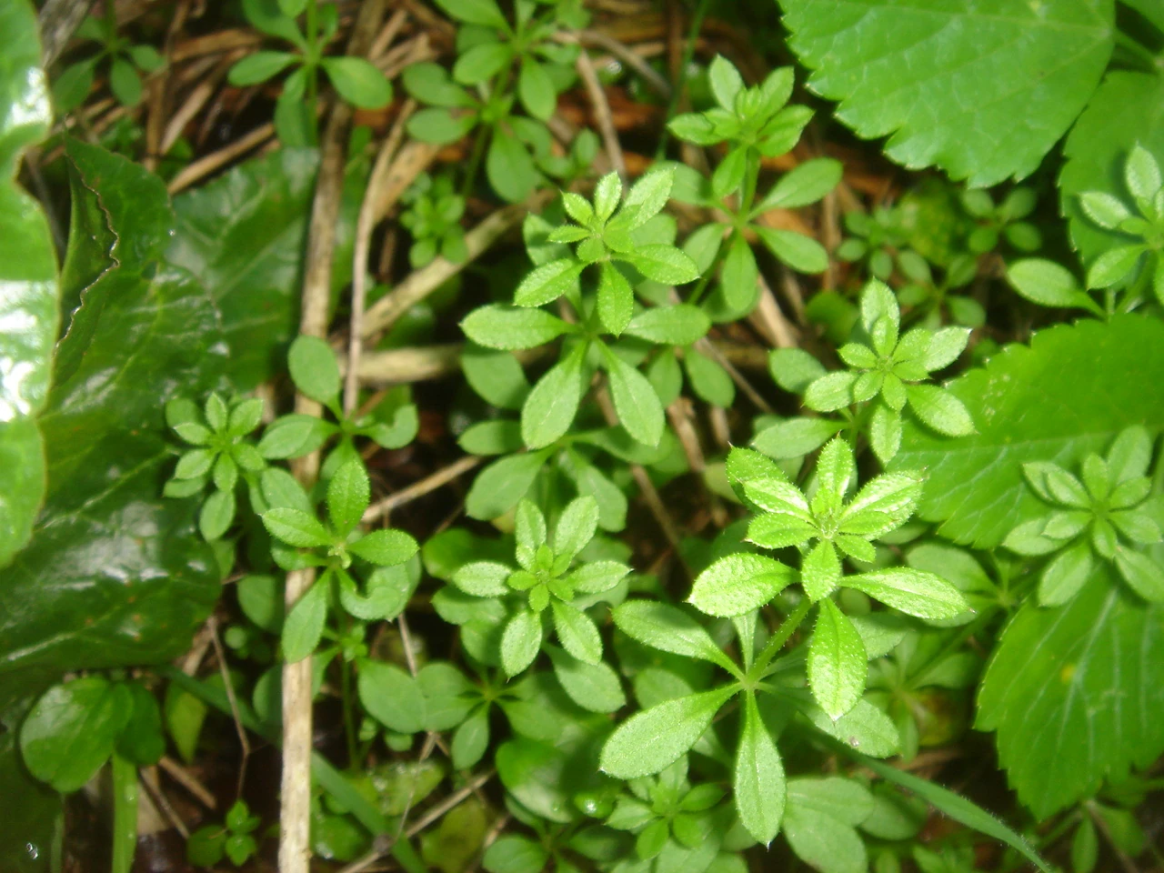 Common Cleavers British Wildlife Wiki FANDOM powered by Wikia