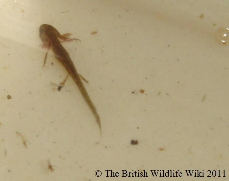 Image Newt Tadpole.jpg British Wildlife Wiki FANDOM powered by Wikia
