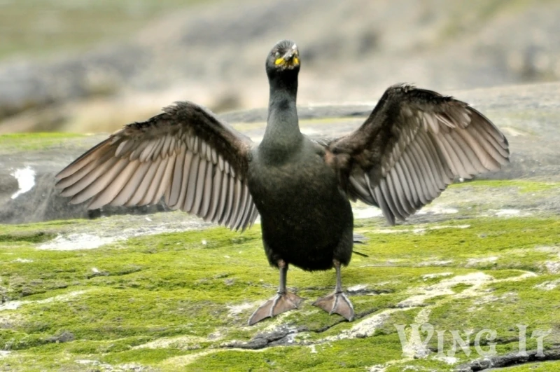Great Cormorant British Wildlife Wiki FANDOM powered by Wikia